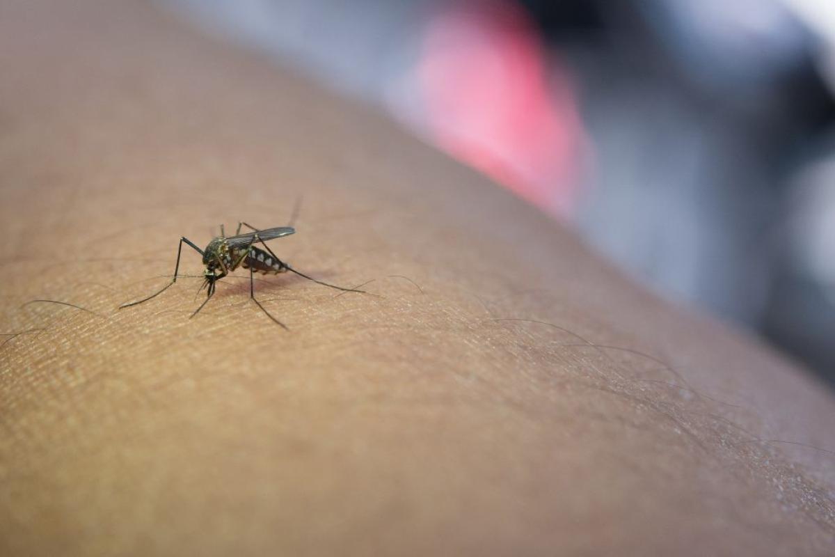 Virus West Nile