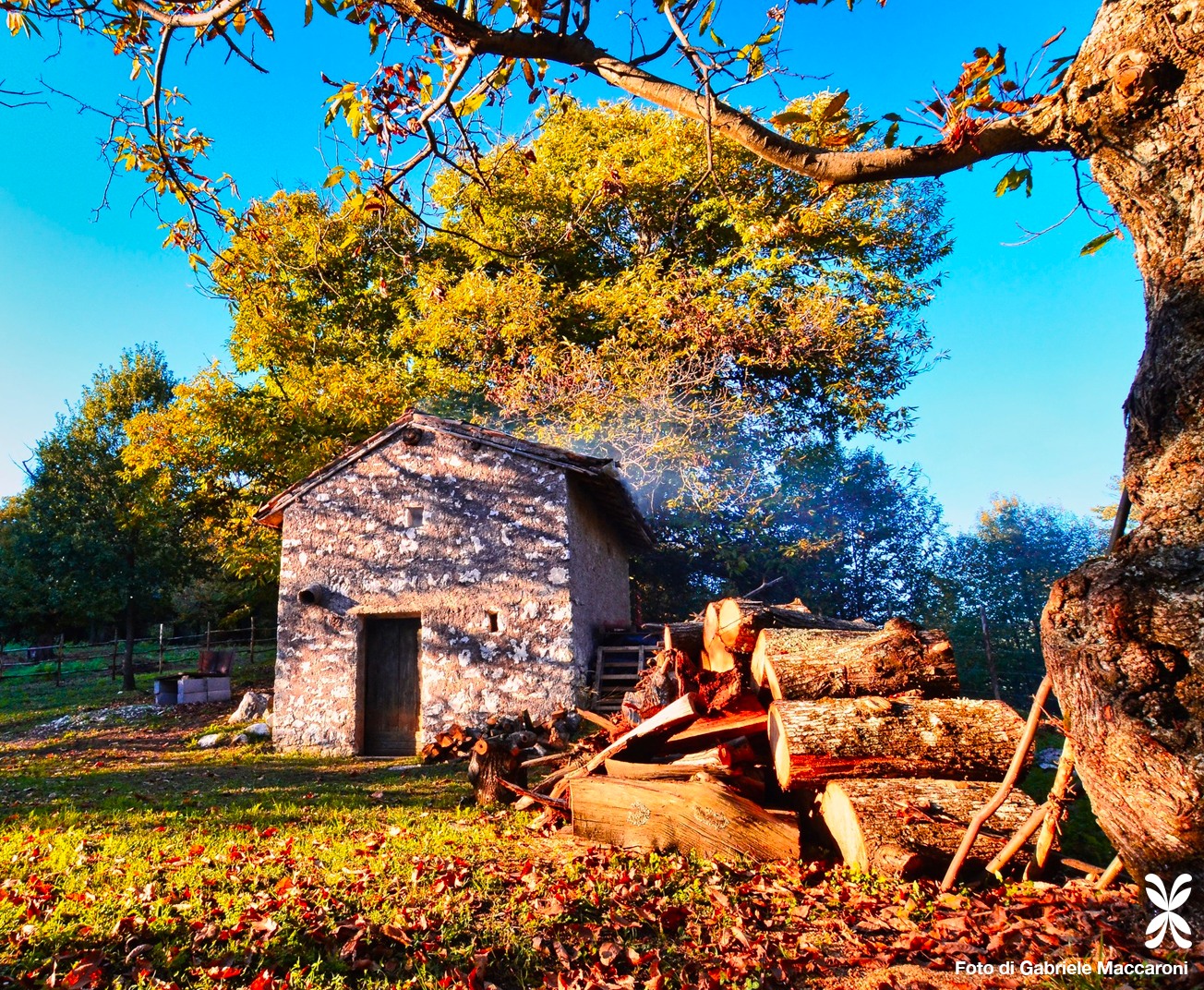 Polentata nel castagneto