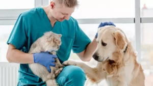 Bonus animali domestici